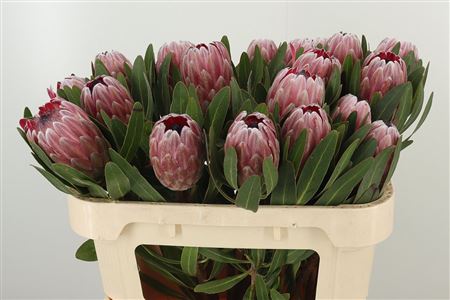 Protea Pink Ice 70 cm Protea Pink Ice 70 cm – produkt Uviažto