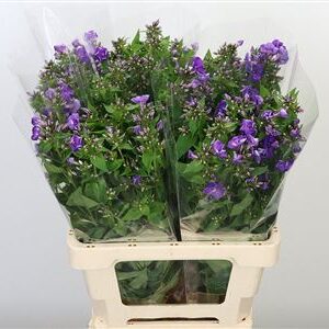 Phlox Crissy Purple 70 cm – produkt Uviažto