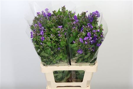 Phlox Crissy Purple 70 cm Phlox Crissy Purple 70 cm – produkt Uviažto