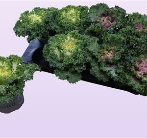 Brassica Curled Mix – produkt Uviažto