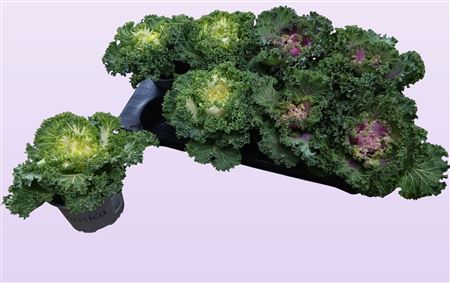 Brassica Curled Mix Brassica Curled Mix – produkt Uviažto