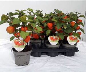 Physalis Alkekengi – produkt Uviažto