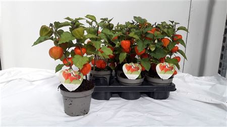 Physalis Alkekengi Physalis Alkekengi – produkt Uviažto
