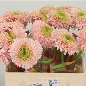 Gerbera Pom Ter Himalia 50 cm – produkt Uviažto