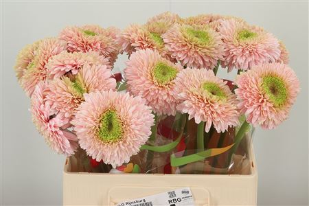 Gerbera Pom Ter Himalia 50 cm – produkt Uviažto