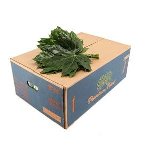 Aralia Small 35 cm – produkt Uviažto