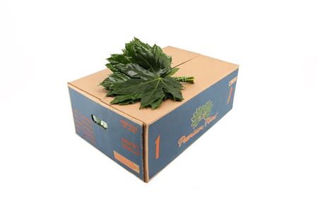 Aralia Small 35 cm – produkt Uviažto