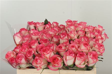 Ruža Jumilia 50 cm Ruža Jumilia 50 cm – produkt Uviažto