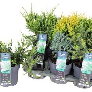 Coniferen Mix – produkt Uviažto