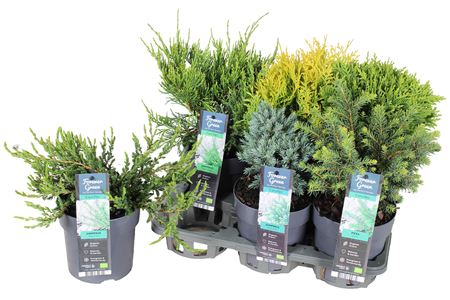 Coniferen Mix – produkt Uviažto