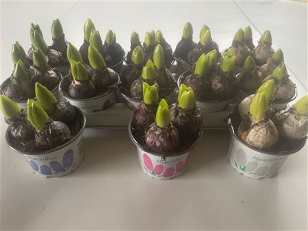 Hyacint Mix 3pp – produkt Uviažto