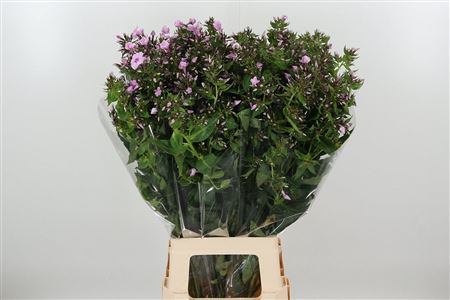Phlox Sweet Lexy Baby Pink 60 cm – produkt Uviažto