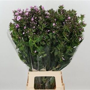 Phlox Sweet Lexy Baby Pink 60 cm – produkt Uviažto
