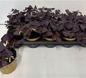 Oxalis Triangularis – produkt Uviažto