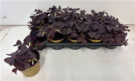 Oxalis Triangularis Oxalis Triangularis – produkt Uviažto