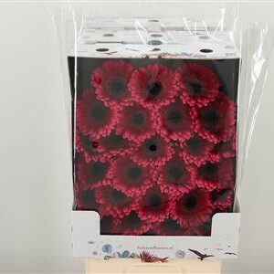 Gerbera Amelie 50 cm – produkt Uviažto