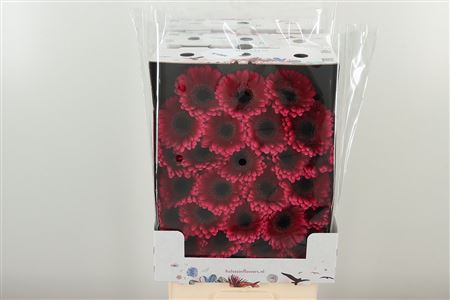 Gerbera Amelie 50 cm – produkt Uviažto