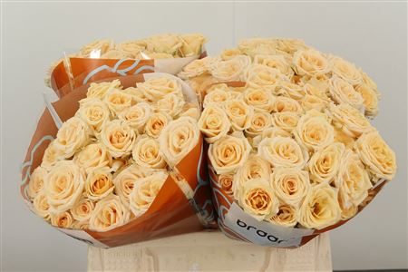 Ruža Salinero 40 cm – produkt Uviažto