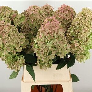 Hortenzia Mag Candle 90 cm – produkt Uviažto