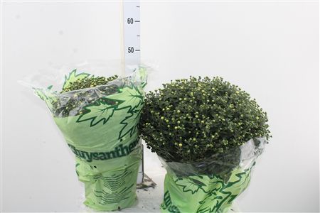 Chryzantéma Jasoda Mix Cc 40cm – produkt Uviažto