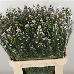 Aster Claudia Pale Pink 80 cm – produkt Uviažto