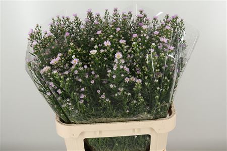 Aster Claudia Pale Pink 80 cm – produkt Uviažto
