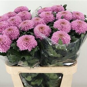 Chryzantéma Marielle 85 cm – produkt Uviažto