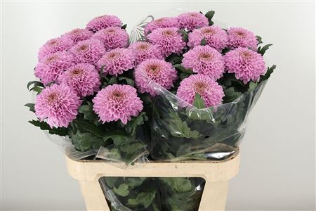 Chryzantéma Marielle 85 cm – produkt Uviažto