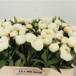 Pivónia Duchesse Nemo White 50 cm
