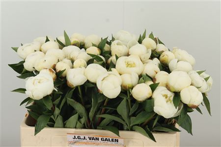 Pivónia Duchesse Nemo White 50 cm – produkt Uviažto