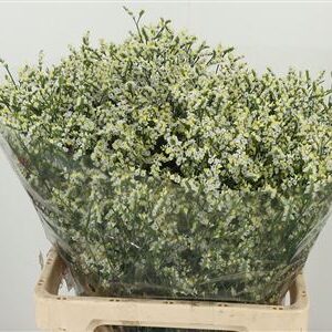 Limonium Sin Clear Diamond 65 cm