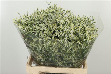 Limonium Sin Clear Diamond 65 cm Limonium Sin Clear Diamond 65 cm – produkt Uviažto