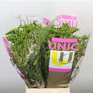 Frézia Rosario 52 cm – produkt Uviažto