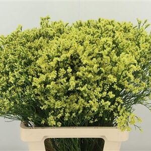 Limonium Sin Pineapple Diamond 65 cm – produkt Uviažto
