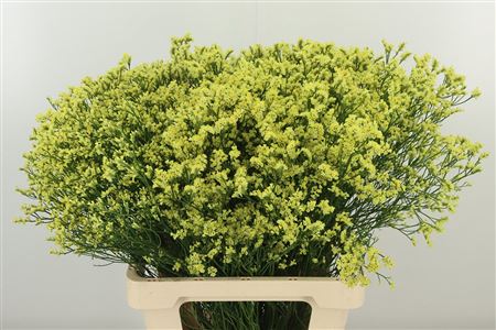 Limonium Sin Pineapple Diamond 65 cm – produkt Uviažto
