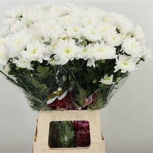 Chryzantéma Baltica White 70 cm – produkt Uviažto