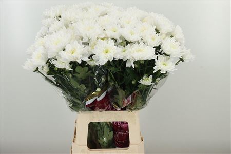 Chryzantéma Baltica White 70 cm – produkt Uviažto