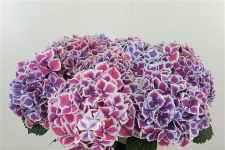 Hortenzia Mag Linn Purple White 60 cm Hortenzia Mag Linn Purple White 60 cm – produkt Uviažto