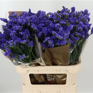 Limonium S Levis Wings 80 cm – produkt Uviažto