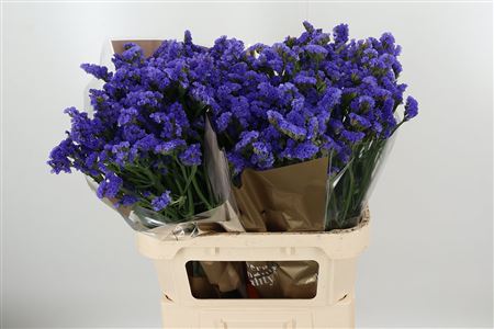 Limonium S Levis Wings 80 cm – produkt Uviažto