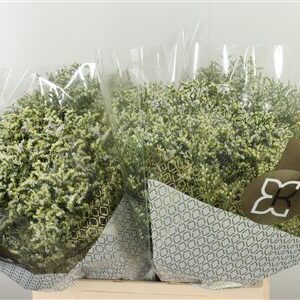Limonium Sin Clear Diamond 60 cm