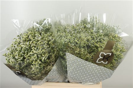Limonium Sin Clear Diamond 60 cm – produkt Uviažto