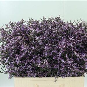 Limonium Saf Lilac 60 cm – produkt Uviažto
