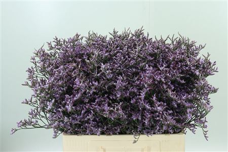 Limonium Saf Lilac 60 cm – produkt Uviažto