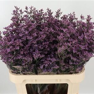 Limonium Saf Pink Sky 80 cm