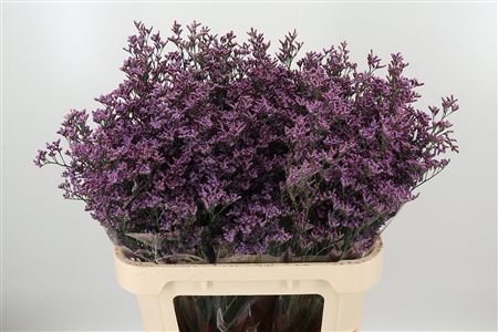 Limonium Saf Pink Sky 80 cm Limonium Saf Pink Sky 80 cm – produkt Uviažto