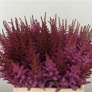 Astilbe Maggie Daley Purple 60 cm – produkt Uviažto