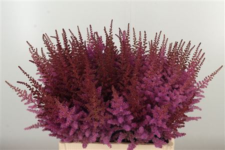 Astilbe Maggie Daley Purple 60 cm – produkt Uviažto