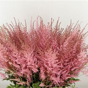 Astilbe Erika Pink 65 cm – produkt Uviažto
