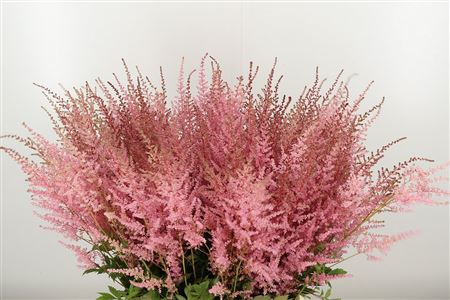 Astilbe Erika Pink 65 cm – produkt Uviažto